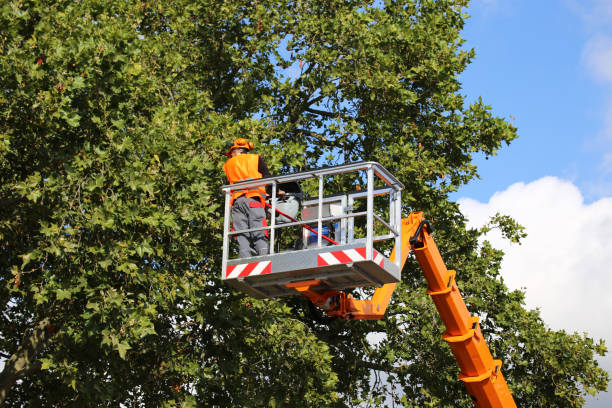 Trusted Riesel, TX  Tree Services Experts